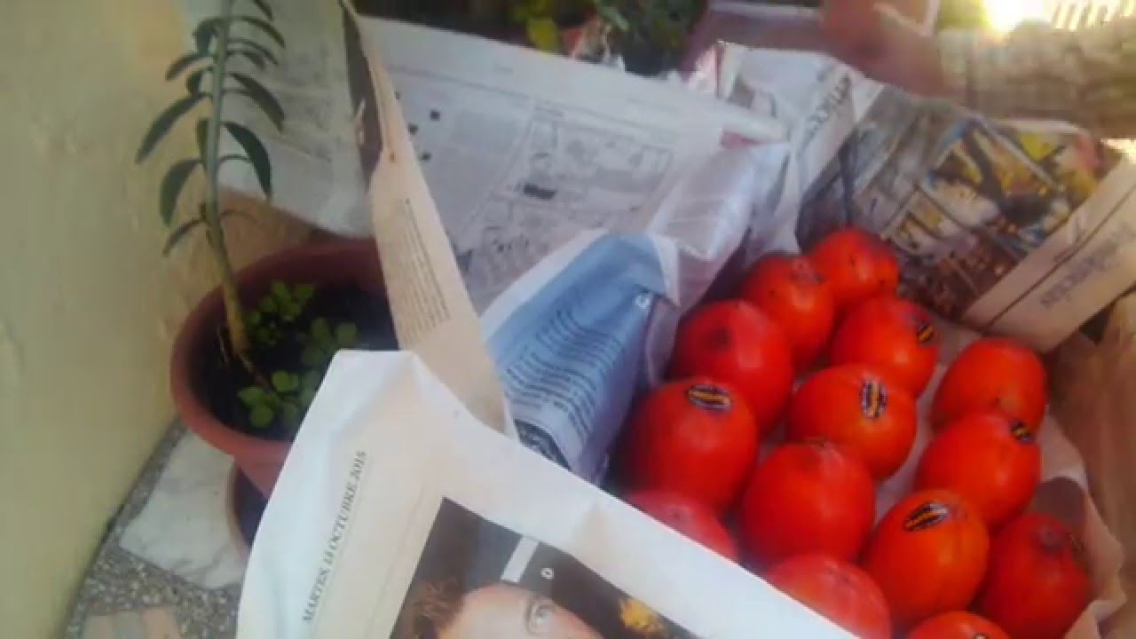 Como madurar kaki persimmon