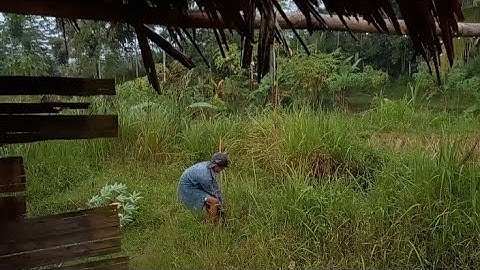 NIKMATNYA SUASANA HUJAN BAKAR SINGKONG DI SAUNG !!
