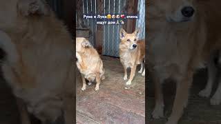 Милейшие девочки, бывшие домашние, добрые, красивые… подарите шанс 🙏🏼🏡🥹🤗