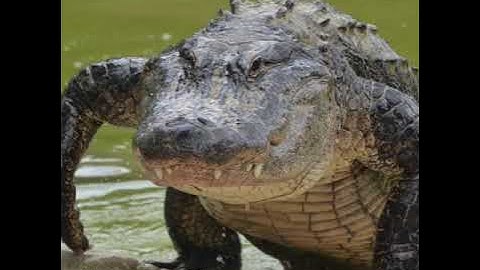 1st Primary. Unit 5: CLIL. HOW WE MOVE