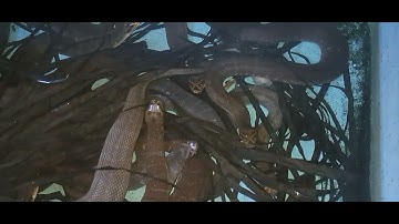 Rắn ri cá mẹ đẻ bao nhiêu Rắn con đt0355783381