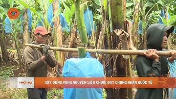 XÂY DỰNG VÙNG NGUYÊN LIỆU CHUỐI ĐẠT CHỨNG NHẬN QUỐC TẾ | VTV5