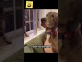 funny dogs and cats #shorts #funny #meme