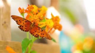 Visit Lukas Nursery & Butterfly Encounter