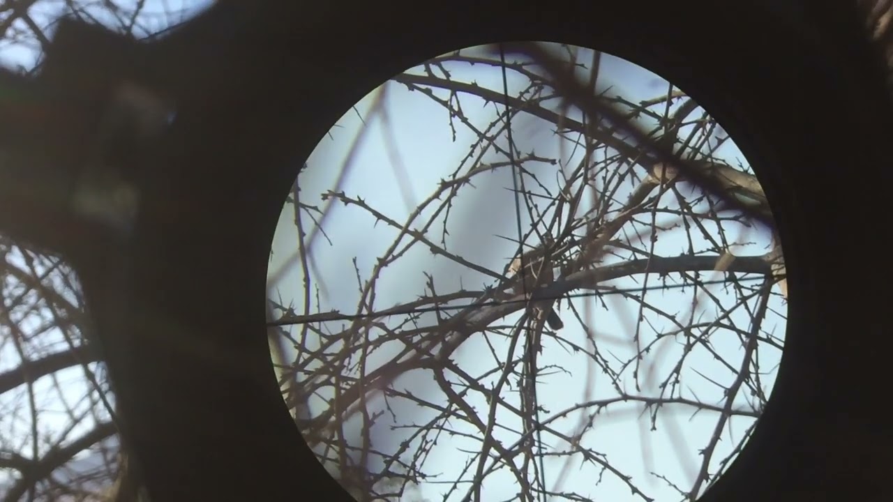 Rifle remington express hunter en accion 😎