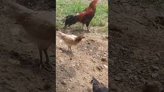 Ep675 Chicken #short #meanmeankh