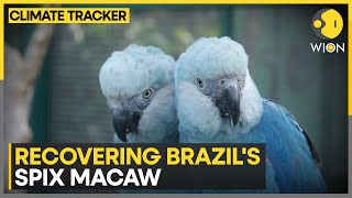 Brazil's Spix Macaw threatened by climate change | WION Climate Tracker