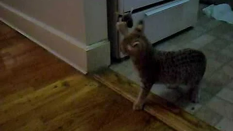 Video 11037901: f1 savannah kitten
