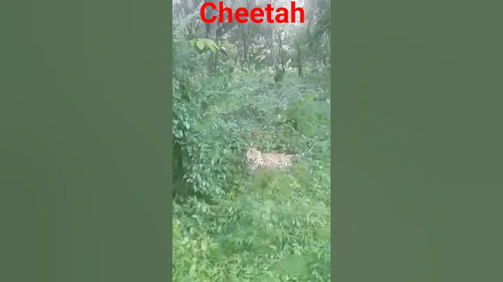 Video 11591101: leopard, forest, bengal