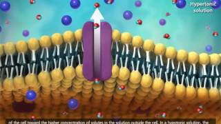 Membrane Transport in Cells  Symport, Antiport, Co transport 3D Animation