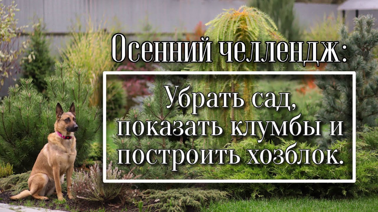 ЧТО ДЕЛАТЬ ОСЕНЬЮ В САДУ: УБОРКА, СТРОЙКА, МОИ КЛУМБЫ.