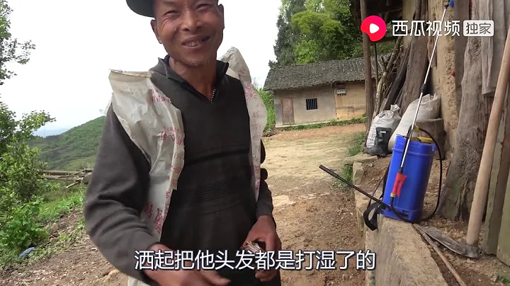 小農阿牛：鄰居家梨樹蟲太多了，叫爺爺幫忙灑葯，幾分鐘就搞定了動作真快 - 天天要聞