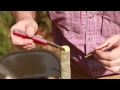 Grafting trees  how to graft a tree