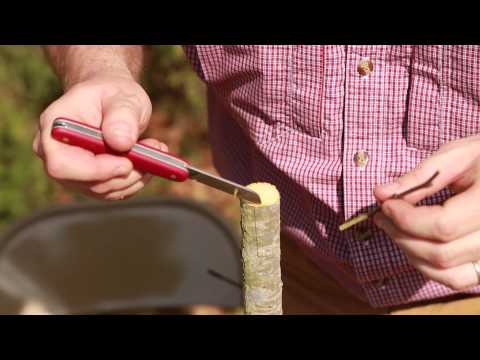 Grafting Trees - How to Graft a Tree