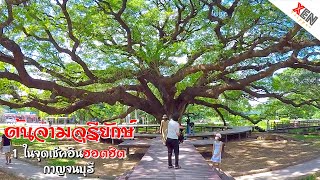 Giant Monky Pod Tree, check-in point of Kanchanaburi province | XenTripper