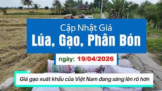 Bản Tin Cập Nhật Giá Lúa, Gạo & Phân Bón Hôm Nay 19/4/2026