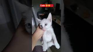 Simba 🐾🐈#catvideos #catshorts #cat #kitten #kittens #youtubeshorts #pets