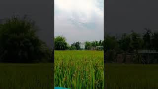 green paddy field #youtube #youtubeshorts #nuture #youtubechannel