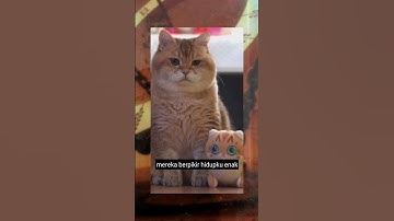 kata kata kucing tidak patah semangat tetap tegar#kucing #kucinglucu #shorts