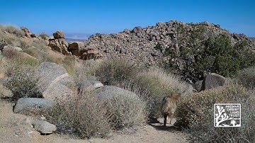 Mojave Desert coyotes and protecting wildlife corridors