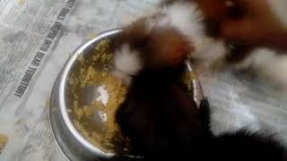 3 weeks old Shihtzu puppy /ist time eating dogfood ..takaw