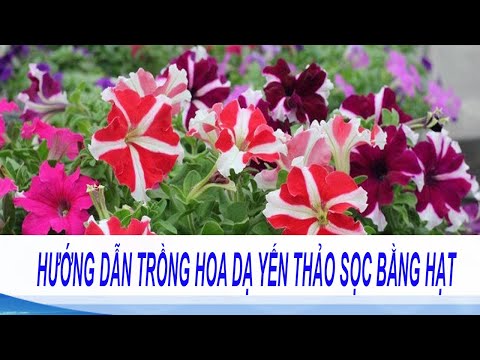 Video: Bắt đầu trồng cây bằng hạt giống dạ yến thảo - Mẹo trồng cây dạ yến thảo từ hạt giống