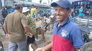 Download Lagu Pasar klwon sumbergempol tulung agung( 22 07 2025 )hari ini harga kambing naik# MP3 Download Lagu Pasar klwon sumbergempol tulung agung( 22 07 2025 )hari ini harga kambing naik# MP3