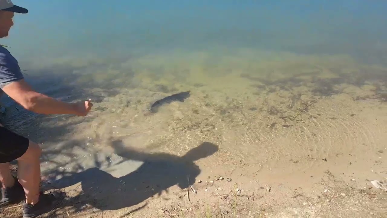 Wir haben Hausen ins Münsterland geliefert. Hier haben die Störe es richtig gut.