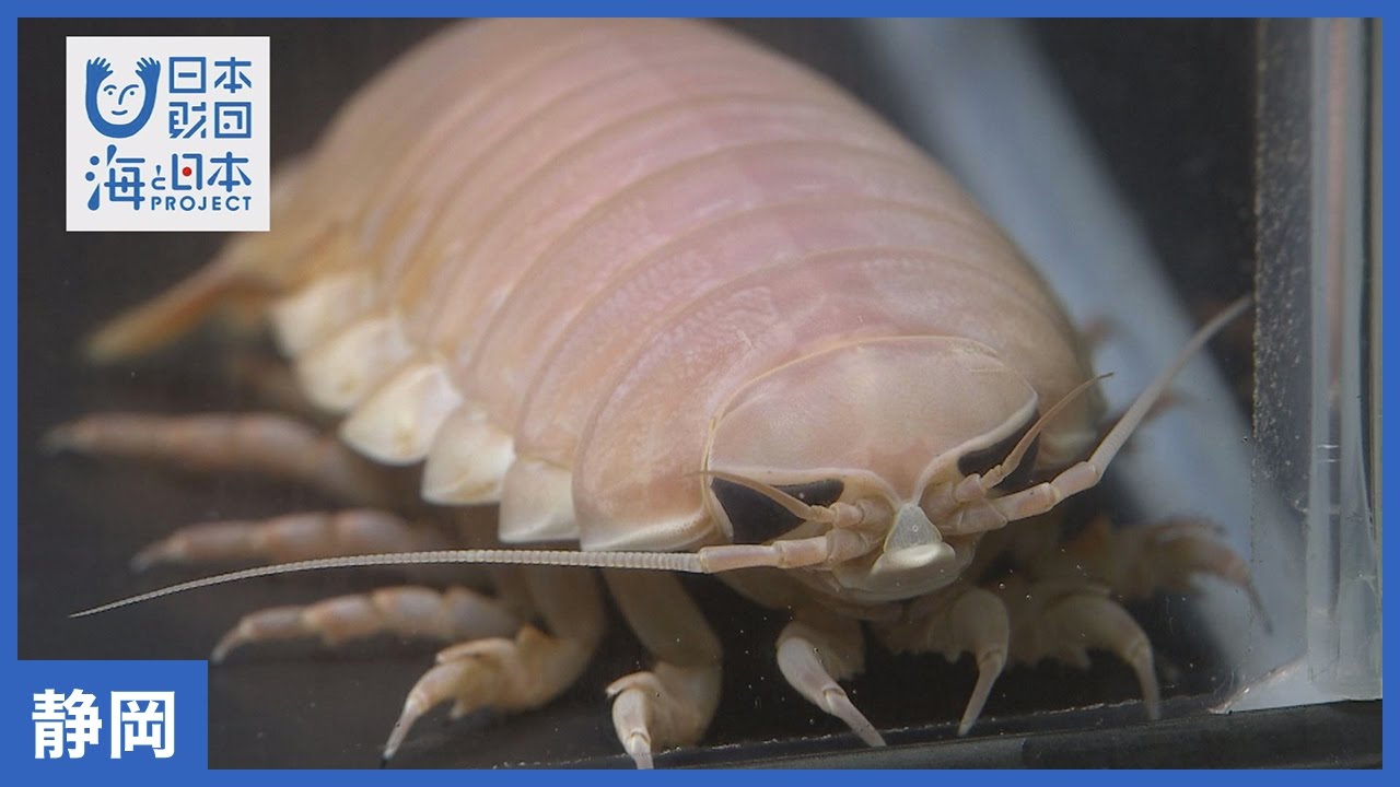 24 深海魚を見て 食べるは残酷 海と日本project In 静岡県 Youtube