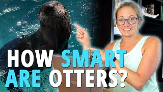 Famous How SMART Are Sea Otters? A Marine Biologist EXPLAINS Profile