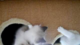 Kittens Van Isabelle Geb.datum 21 Jan.2010 Opname Datum 12 April 2010