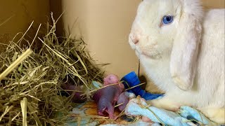 Rabbit giving birth to 5 baby bunnies