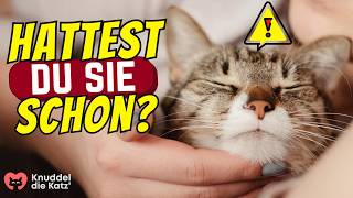 9 Krankheiten, die Katzen an Menschen übertragen