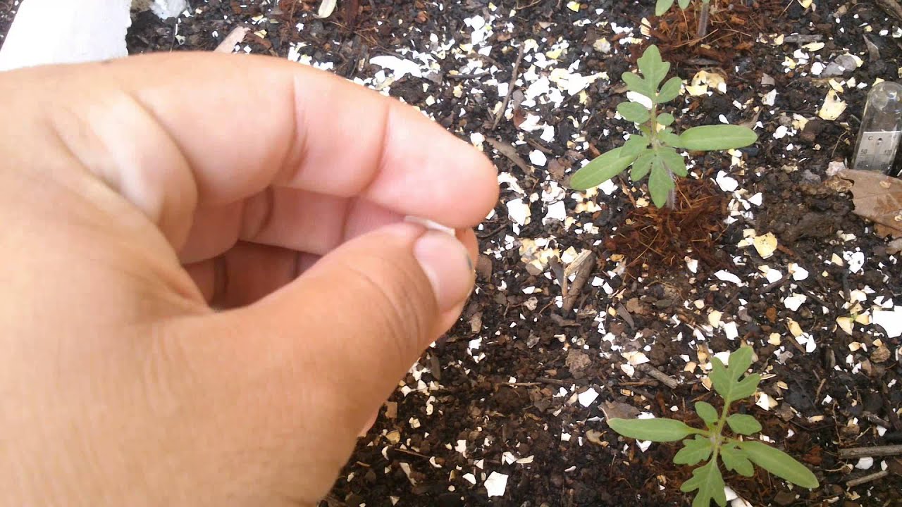 Plantas De Tomate Cherry Huerto En Casa Youtube
