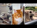 Animal tik tok part 6, try not to laugh 😹🙈👾