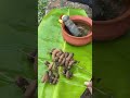 Baayalli Neer Bartide Funny Comedyvideos