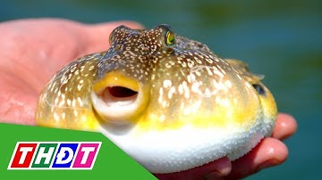 Lâm Đồng: Khuyến cáo người dân tuyệt đối không ăn cá nóc | THDT