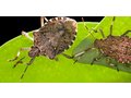 How to Get Rid of Stink Bugs | Pest Control