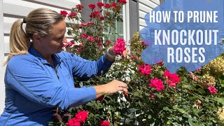 From Bland To Grand : The Ultimate Knockout Rose Pruning Guide! | The Southern Daisy