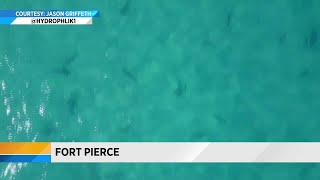 Watch beautiful drone footage off Fort Pierce