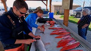 ALASKA Salmon Harvest | From Catch to Canning