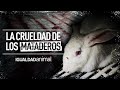 ⛔ EL MALTRATO ANIMAL EN LOS MATADEROS | PROTECCIÓN ANIMAL⛔