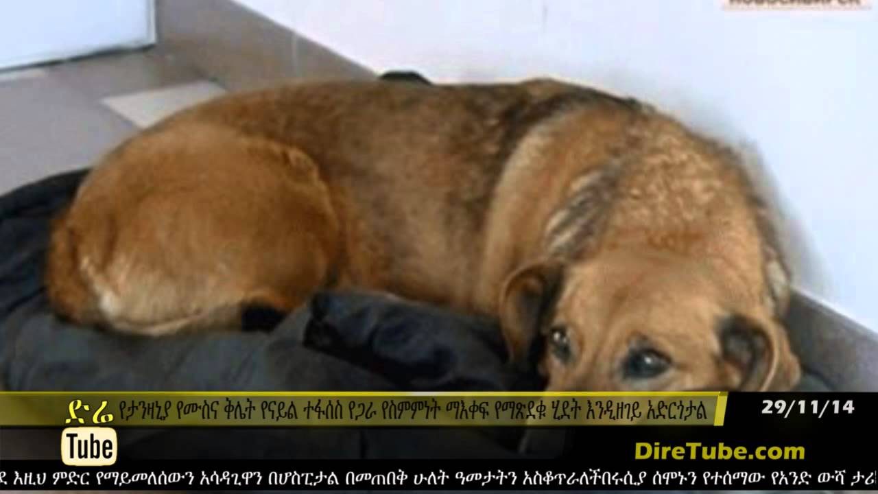 Loyal dog waits for owner who will never return at hospital for two ...