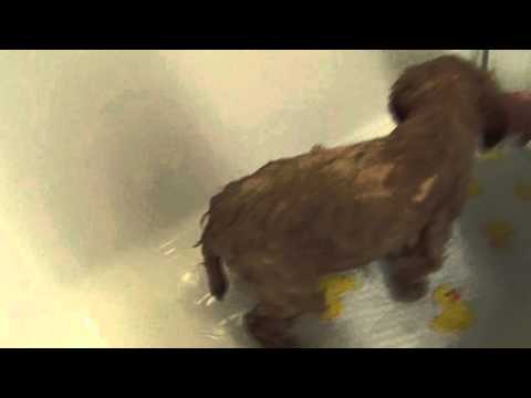 cockapoo bath - YouTube