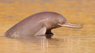 The Indus River Dolphin: A Redefined Species