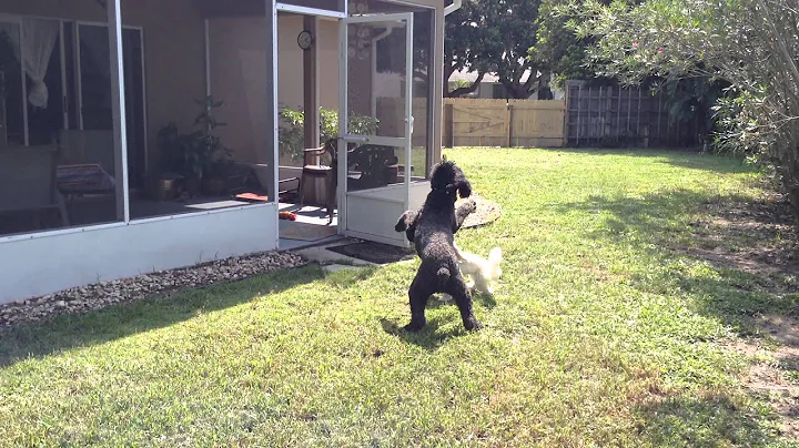 Darius and Bella playing in the yard
