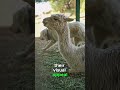 Top best Amazing Facts of LLama, Animals, Cuteness