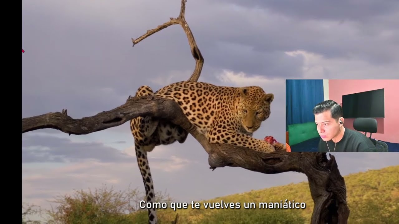 REACCIONO A Jaguares  IDOR