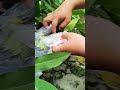 Bungkus Jambu #fypviral #shortvideo #bungkus #jambuair