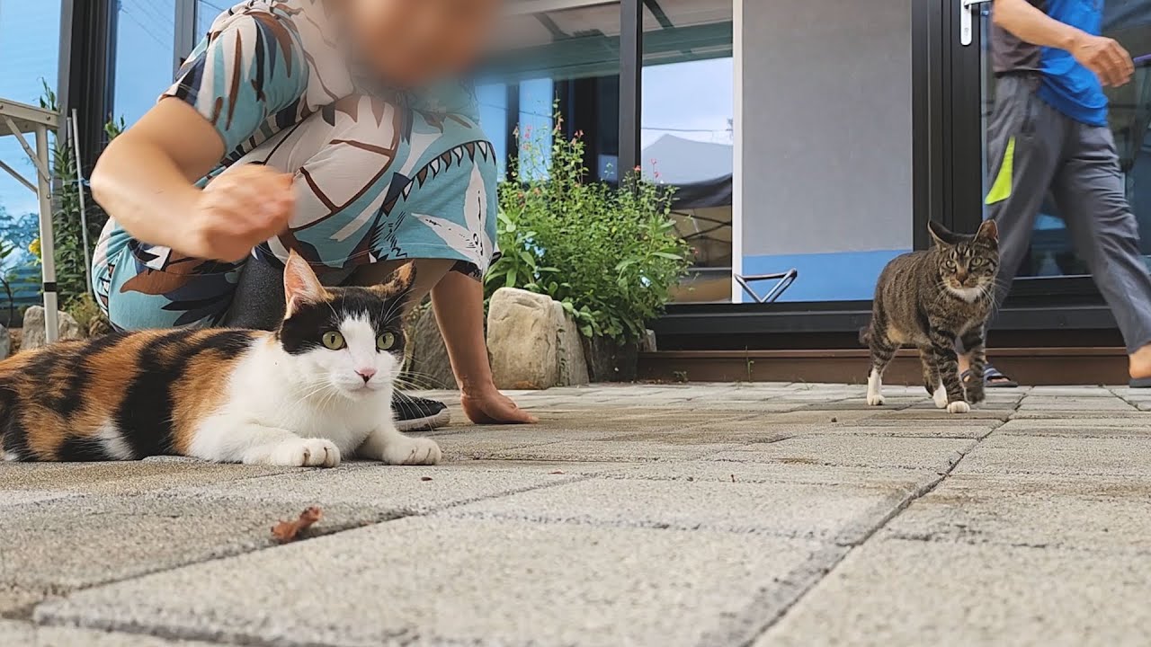 300-how-to-call-a-cat-that